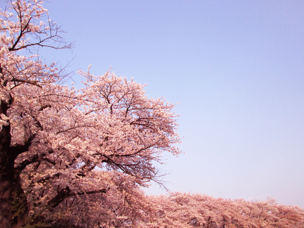 桜景色の写真
