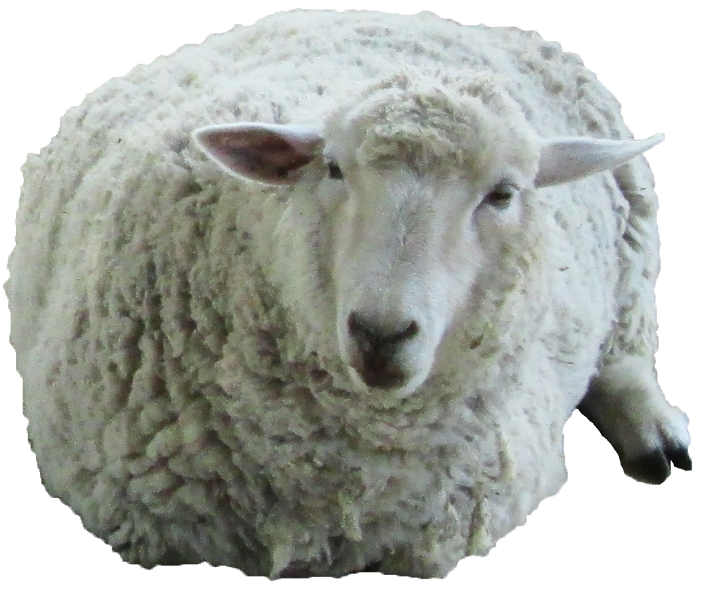 羊画像 無料の写真素材集