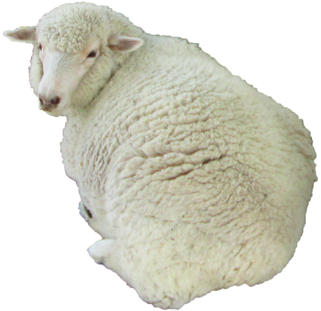 羊画像 無料の写真素材集
