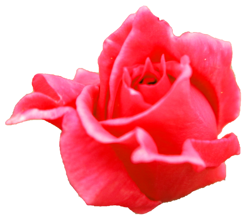 薔薇 バラ 画像1 無料の写真素材集