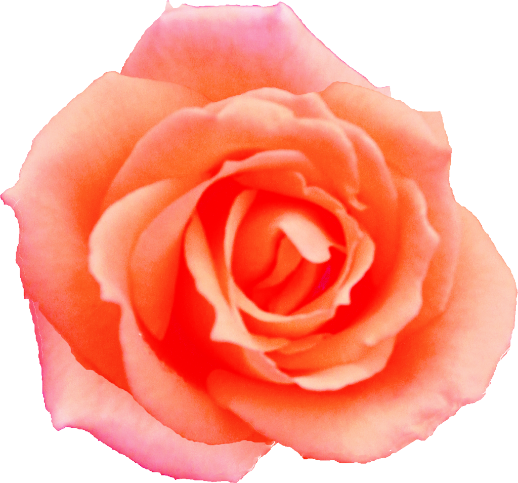 薔薇 バラ 画像6 無料の写真素材集